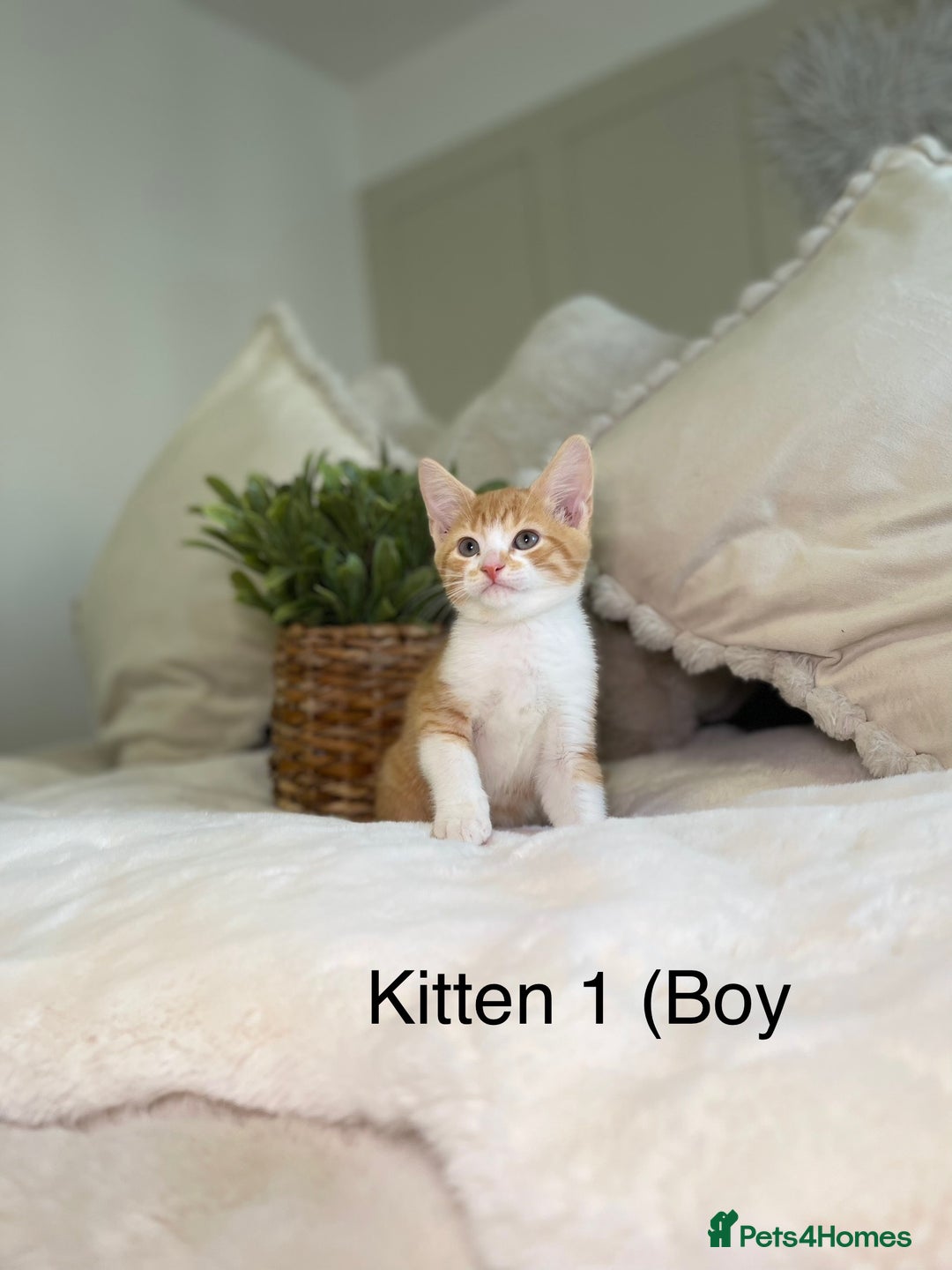 Mixed Breed cats for sale: 5 beautiful kittens 8 weeks old ready now  - Image 22