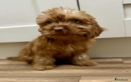 Cockapoo dogs for sale: Rehomed biscuits looking for 5*home - Image 15