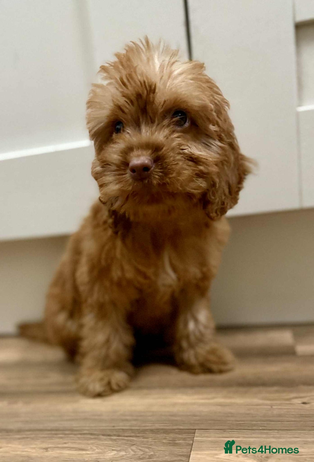 Cockapoo dogs for sale: Rehomed biscuits looking for 5*home - Image 15
