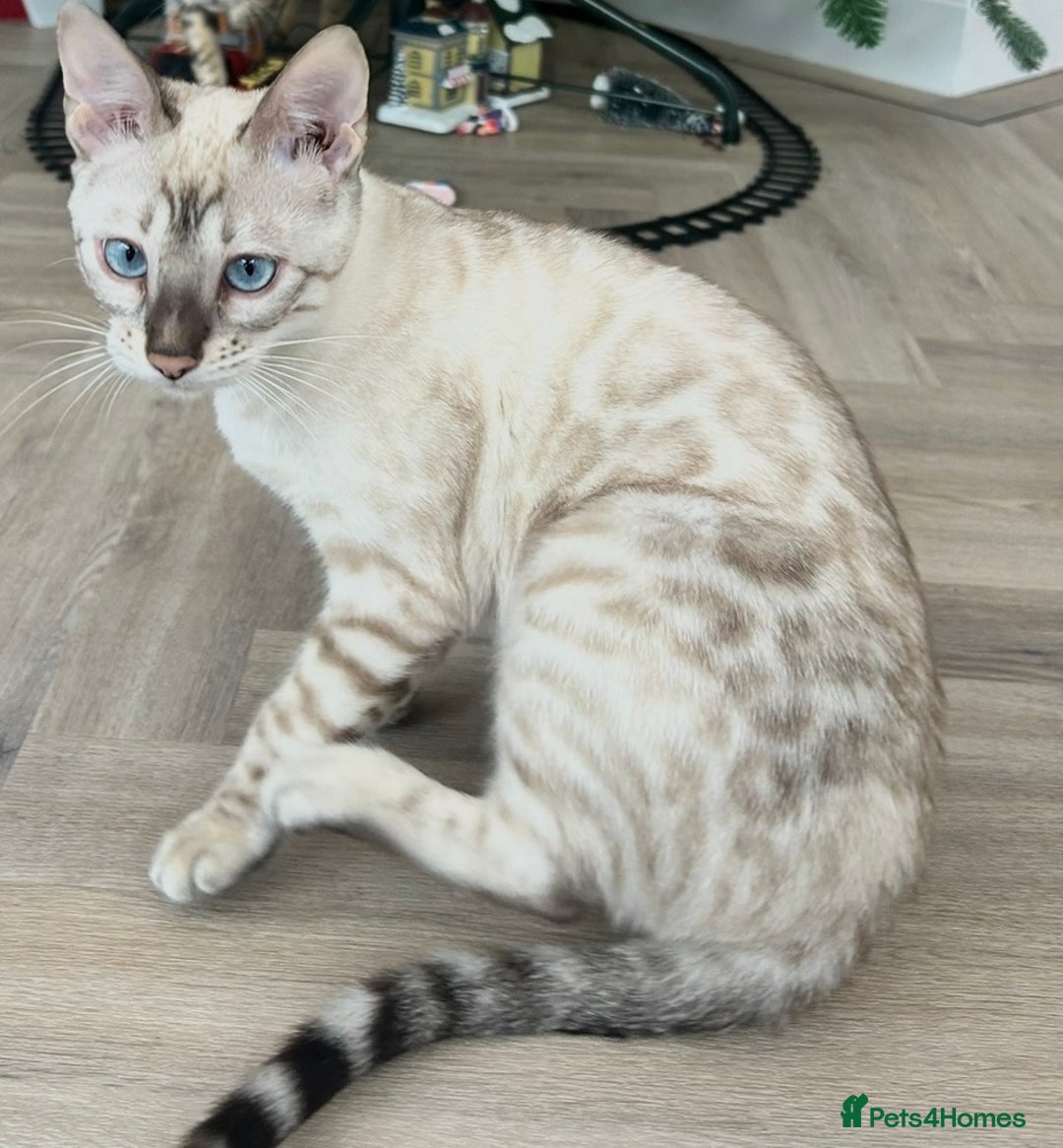 Bengal cats for sale: Expected Litter Bengal Kittens  - Advert 4