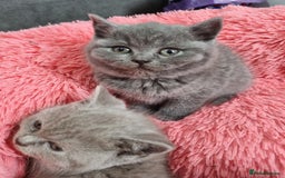 British Shorthair cats for sale: British shorthair kittens lilac/blue - Image 29