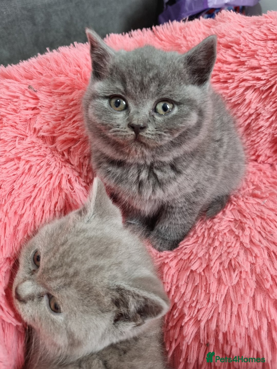 British Shorthair cats for sale: British shorthair kittens lilac/blue - Image 29