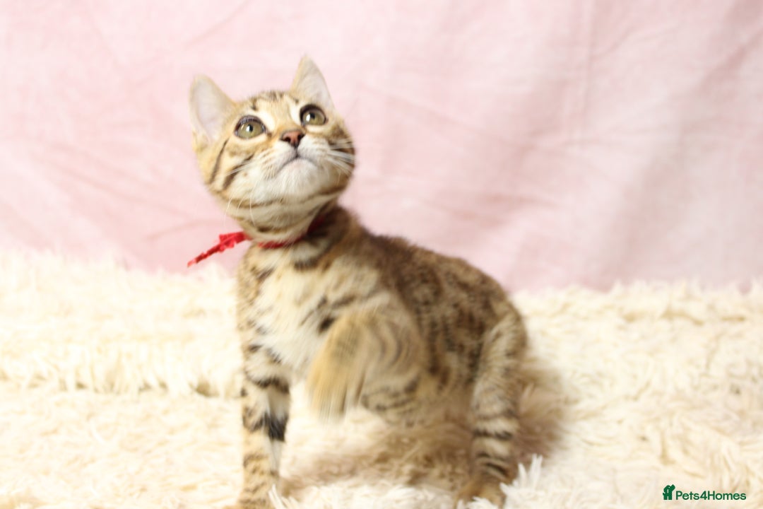 Bengal cats for sale: 🔥Stunning Bengal Kittens Available🔥 - Image 14