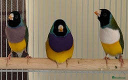 Finches birds for sale: Beautiful Gouldian finch’s  - Image 1