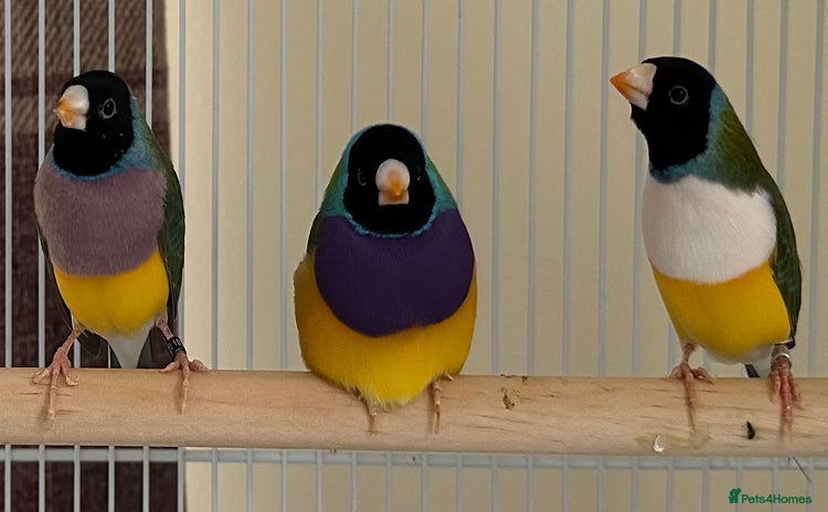 Finches birds - Advert 2