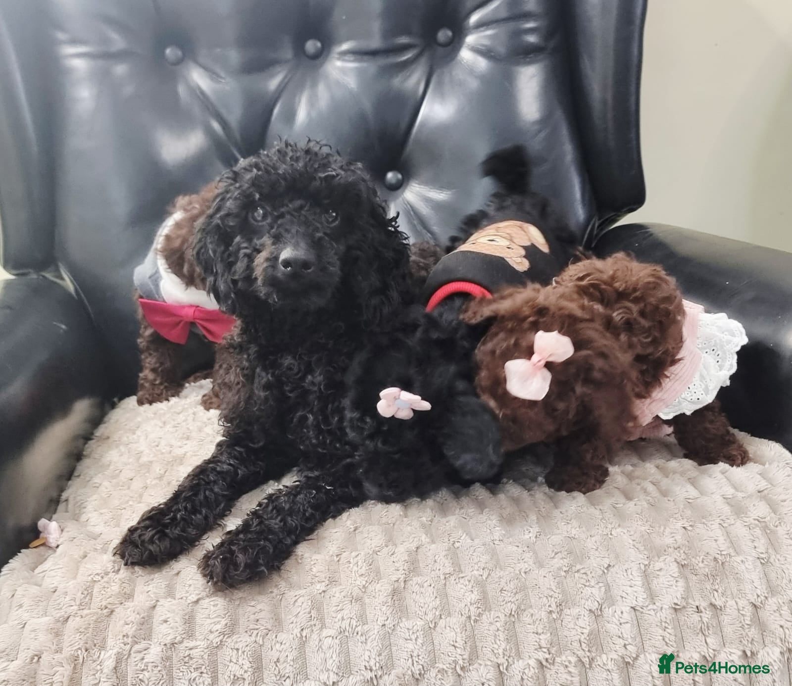 Miniature Poodle dogs Beautiful Miniature Poodle puppies  - Advert 2