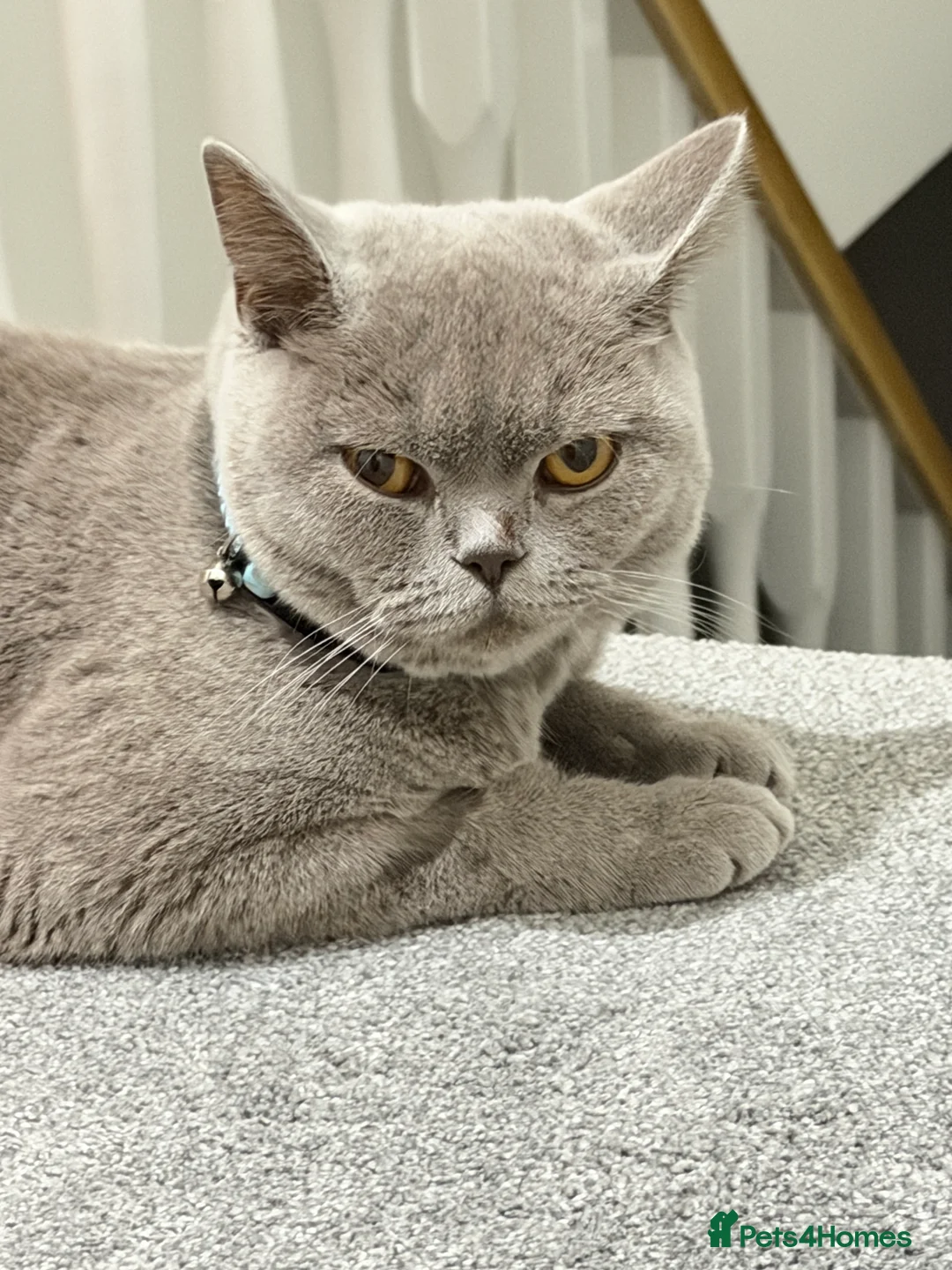 British Shorthair cats for sale: Qaswa  - Advert 2