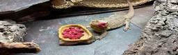 Bearded Dragon reptiles for sale: Bearded Dragon and all supplies  - Advert 3