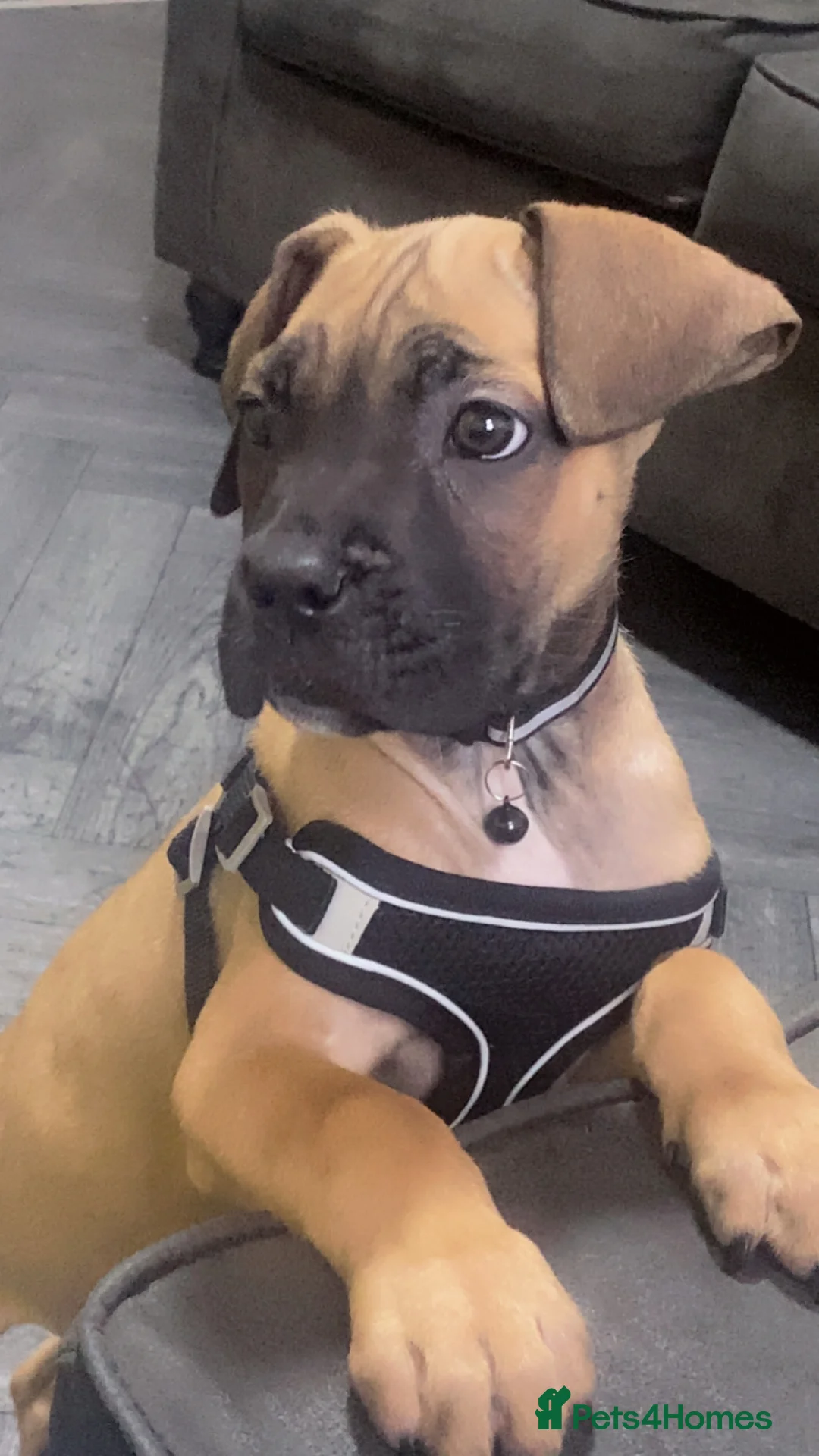 Cane Corso dogs for sale: Cane corso  - Advert 2