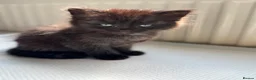 Mixed Breed cats for sale: Fluffy kittens - Advert 7