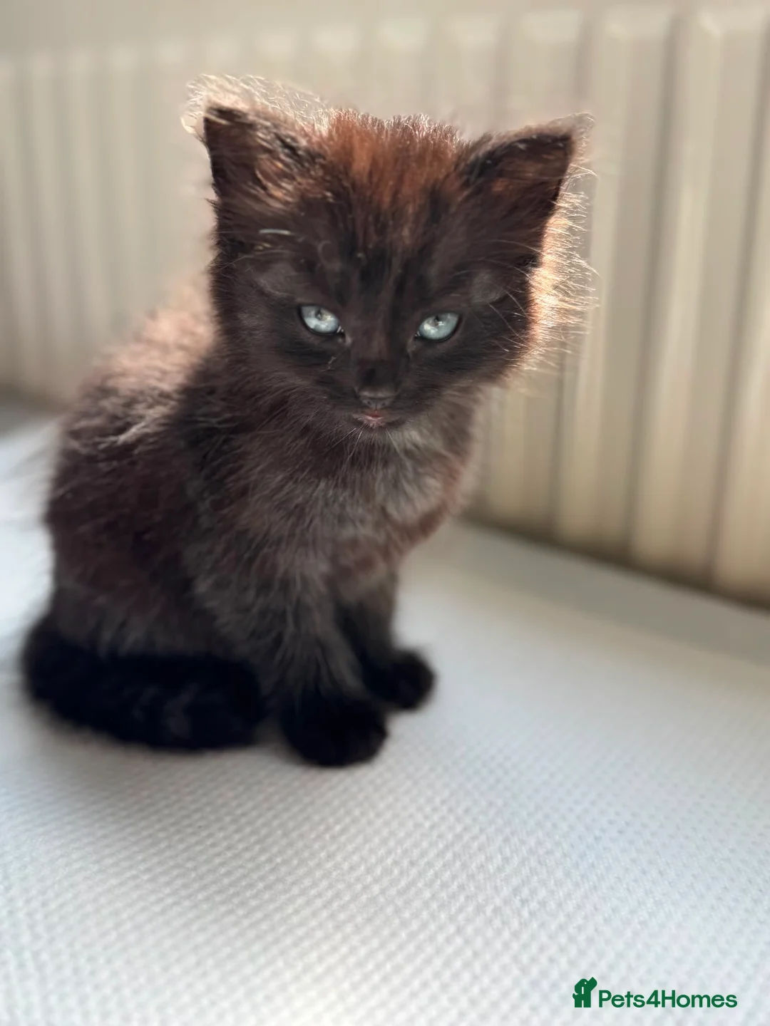 Mixed Breed cats for sale: Fluffy kittens - Advert 7