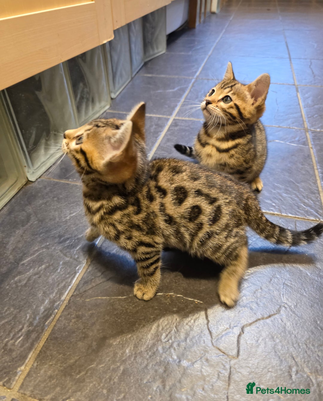 Bengal cats for sale: Outstanding quality Brown rosetted bengal kittens  - Advert 16