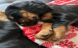 Cocker Spaniel dogs for stud: Black and tan Cocker Spaniel for stud - Image 8