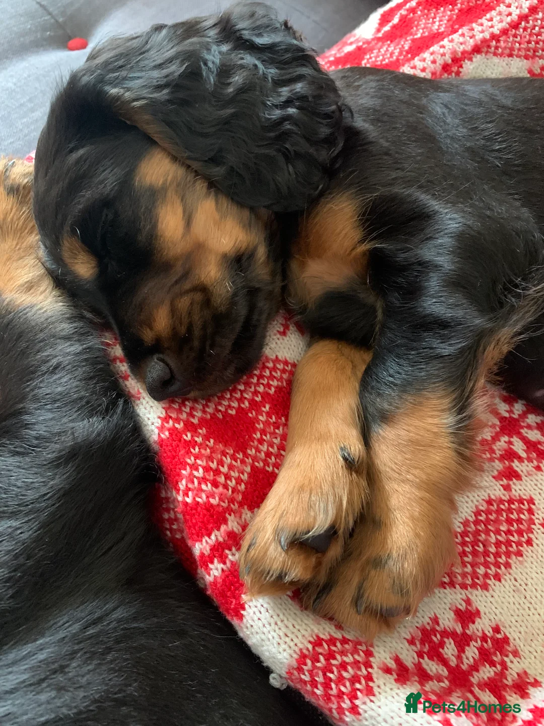 Cocker Spaniel dogs for stud: Black and tan Cocker Spaniel for stud - Advert 8