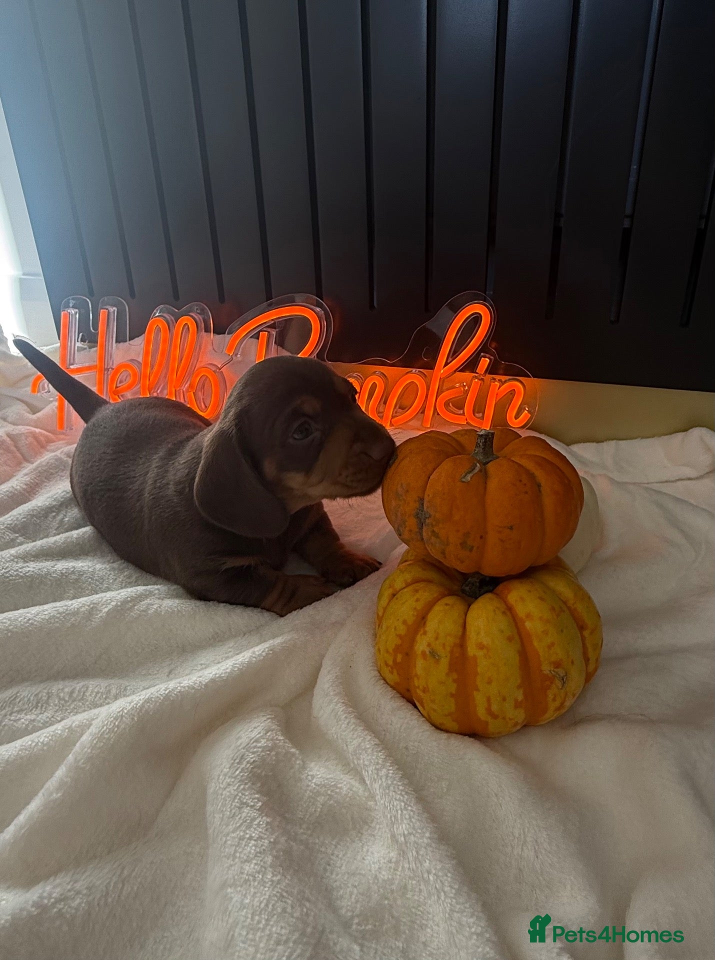 Miniature Dachshund dogs PERFECT LITTER OF MINIATURE DACHSHUNDS - Advert 1