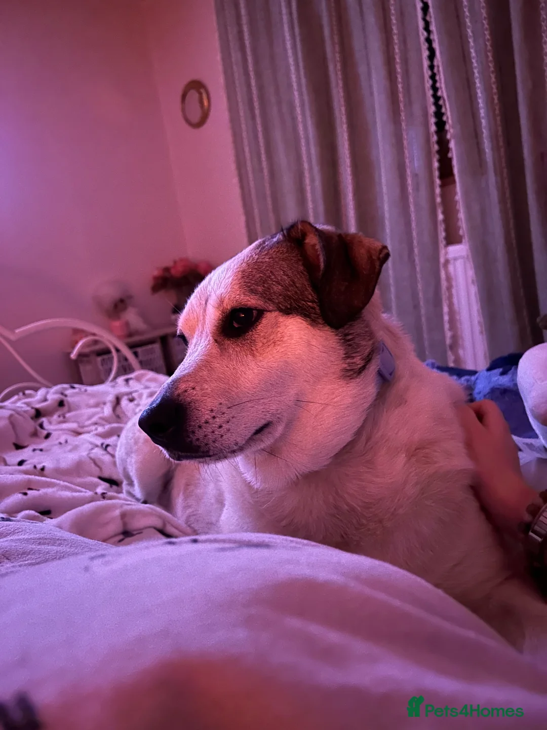 Mixed Breed dogs for sale: Peppa - Advert 2