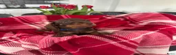 Miniature Dachshund dogs for sale: Miniature dachshunds  - Advert 16