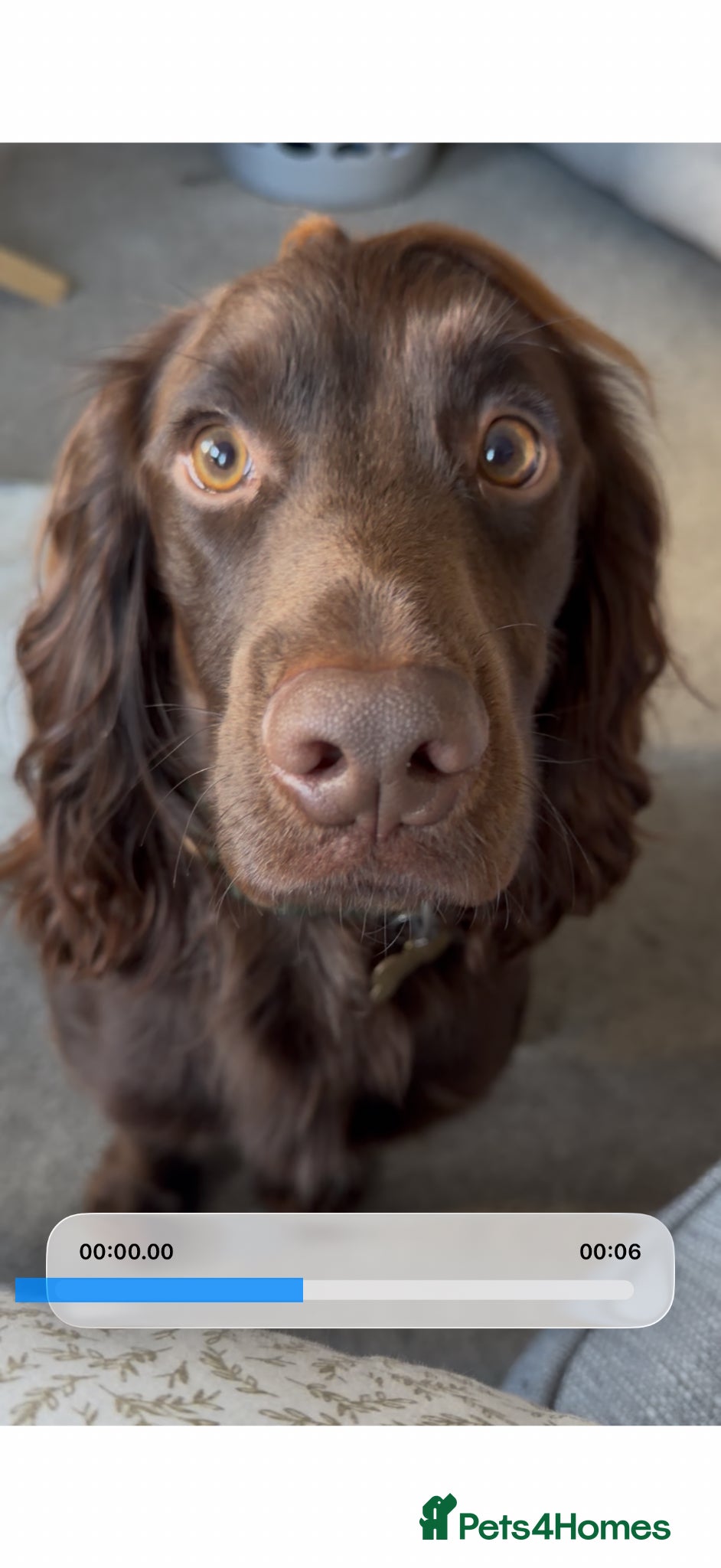 Cocker Spaniel dogs **KC registered cocker spaniel for stud** - Advert 3