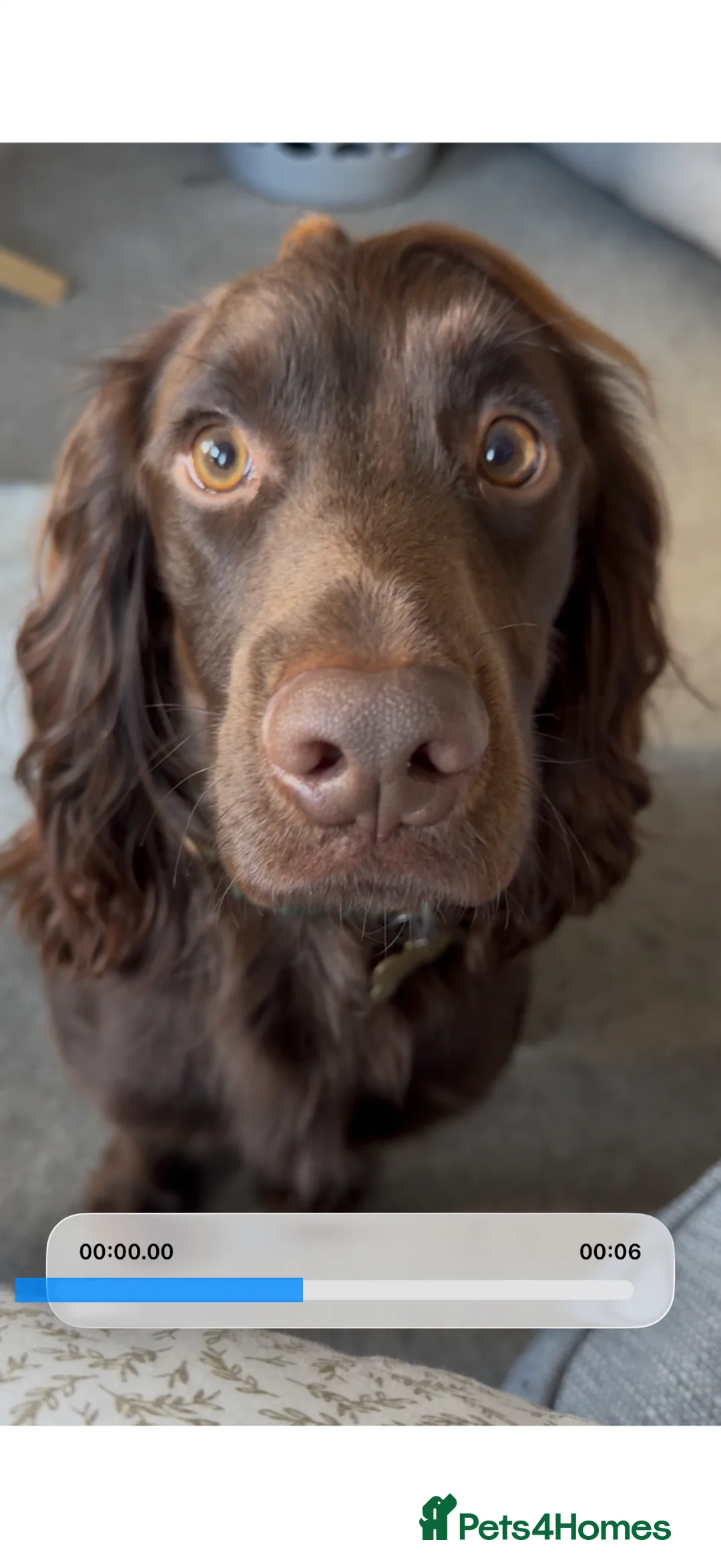 Cocker Spaniel dogs for stud: **KC registered cocker spaniel for stud** in Plymouth - Advert 1