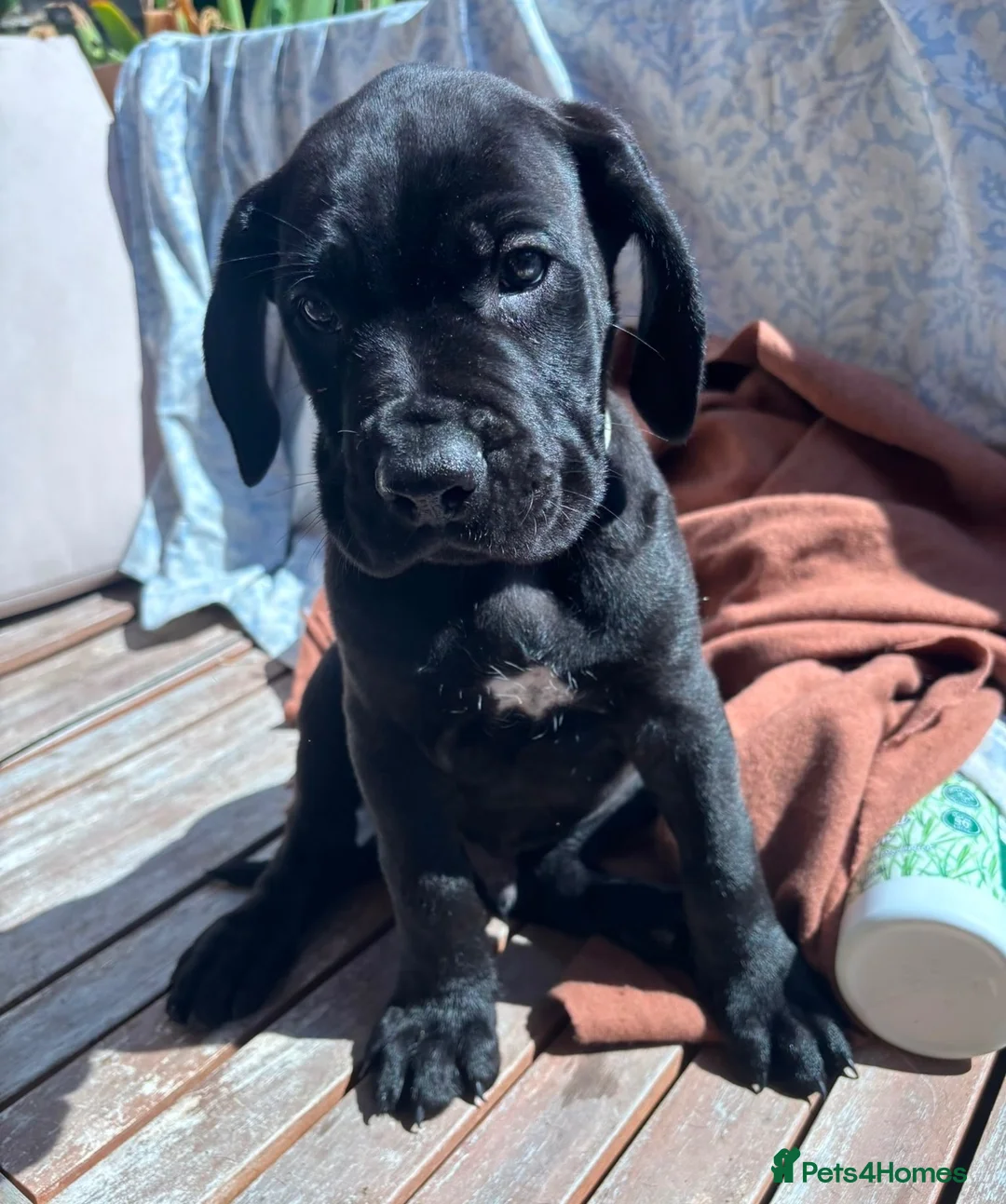 Mixed Breed dogs for sale: Cane Corso x Boerboel in Gravesend - Advert 14