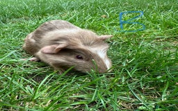 Guinea Pig rodents for sale: Male and Female Guinea Pigs For Sale  - Image 10