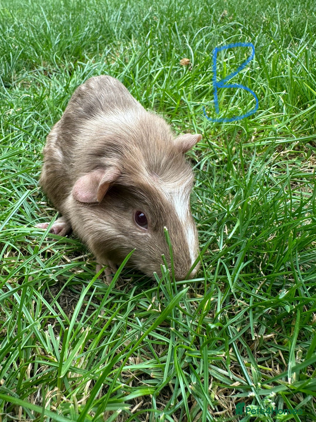 Guinea Pig rodents for sale: Male and Female Guinea Pigs For Sale  - Image 10