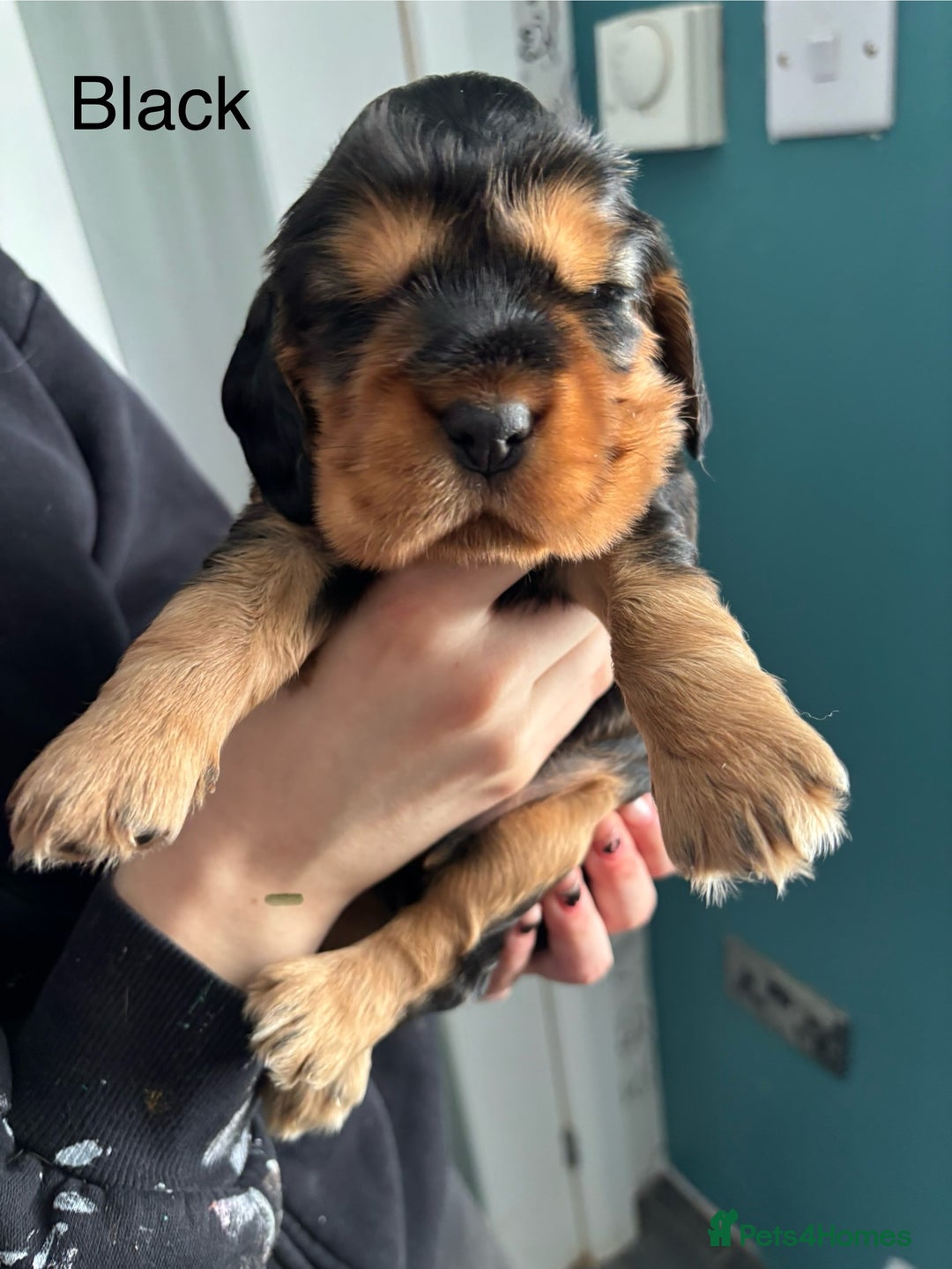 Cocker Spaniel dogs for sale: KC & HEALTH TESTED CHOC SABLE PUPS - Image 19
