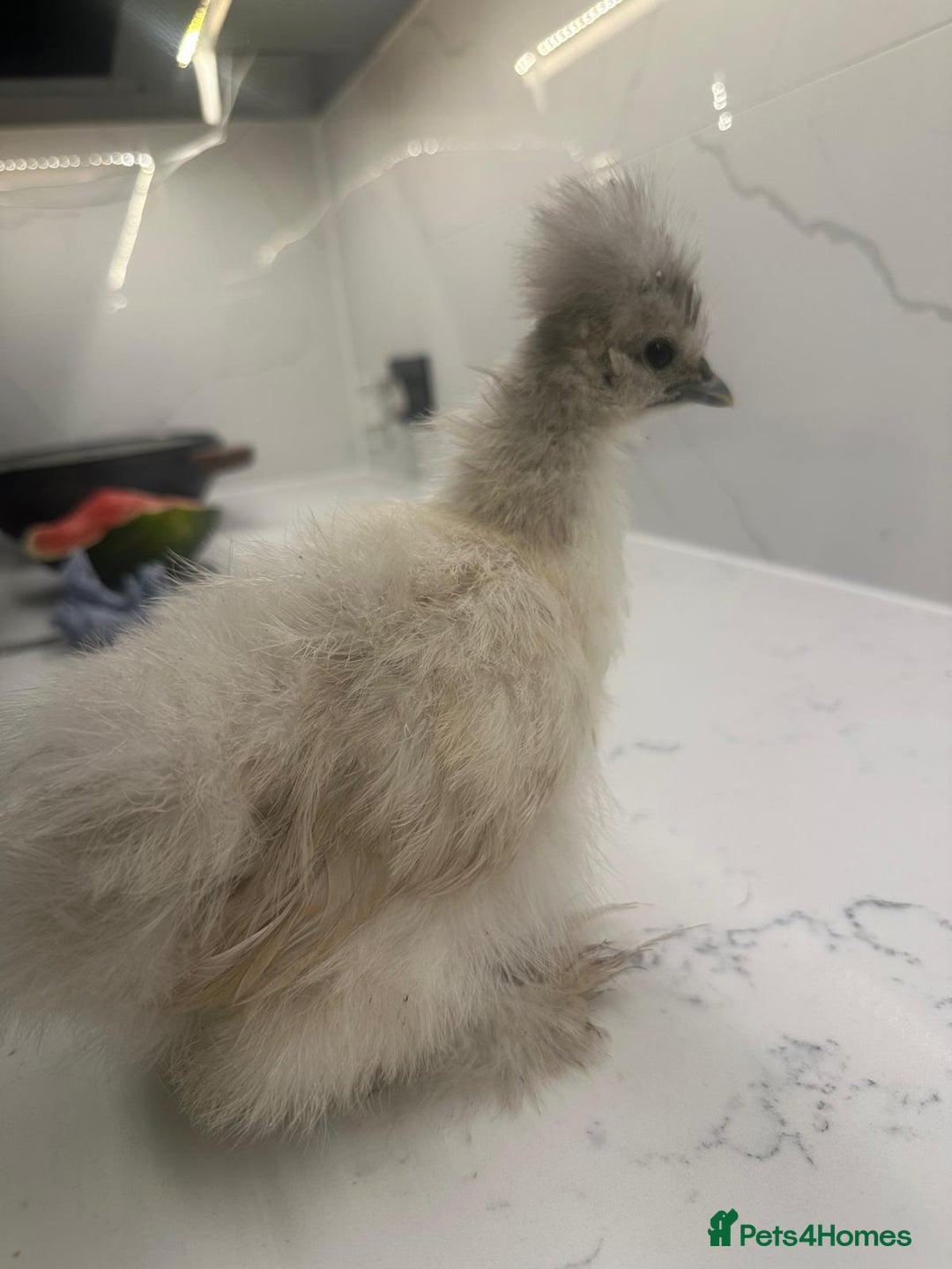 Chickens poultry for sale: rehoming silkie ,polish ,frizzle polish ,etc - Image 5