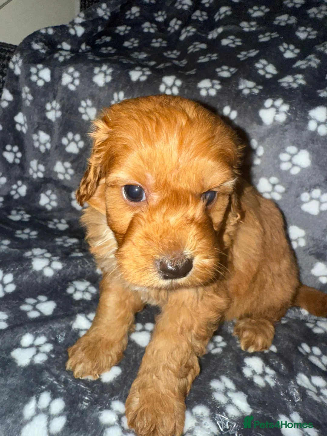 Cockapoo dogs for sale: Gorgeous cocckapoo puppies - Advert 2