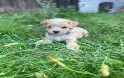 Miniature Poodle dogs for sale: Miniature poodle puppies  - Image 2