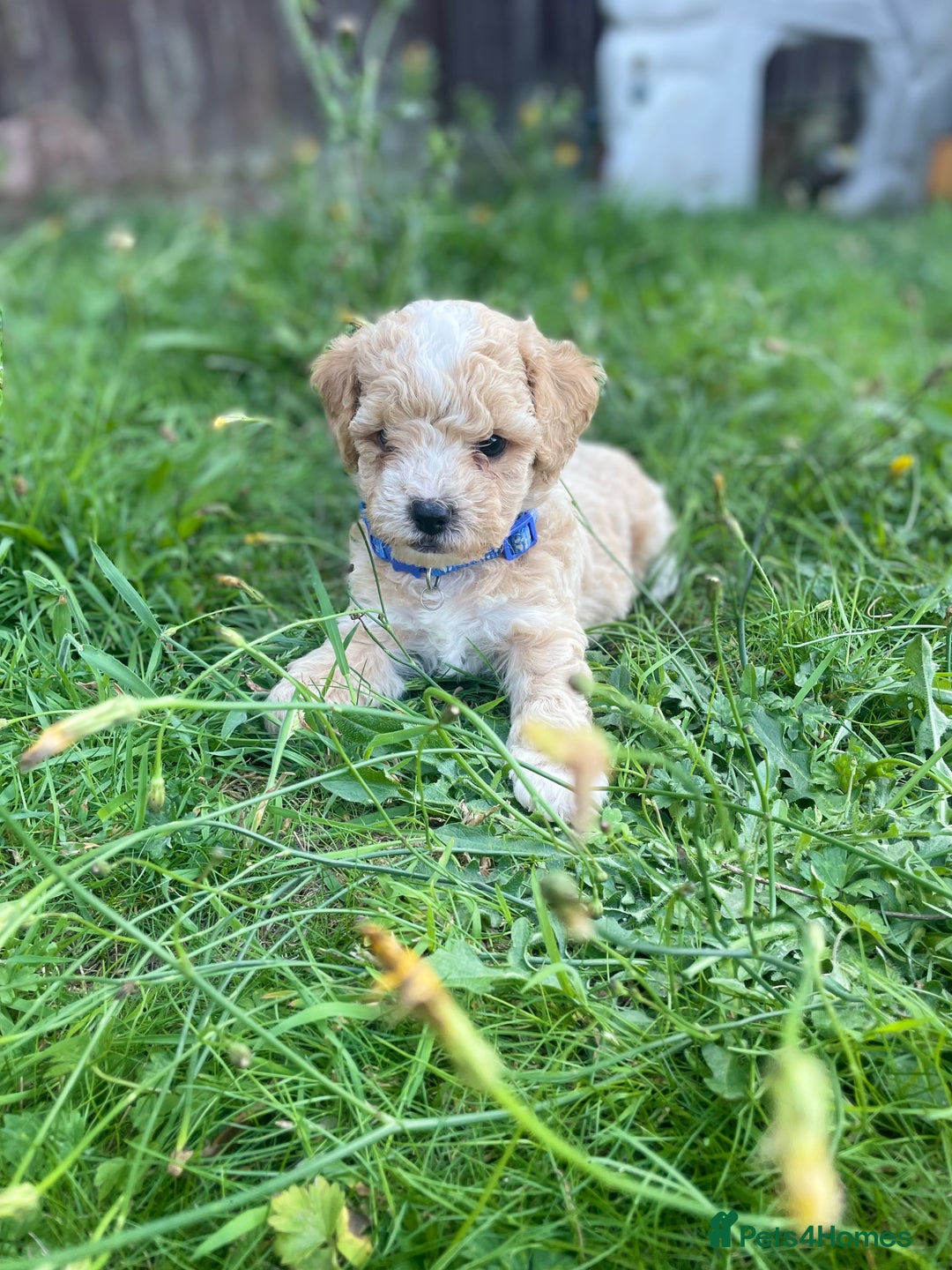 Miniature Poodle dogs for sale: Miniature poodle puppies  - Image 2