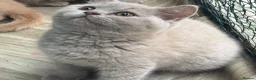 British Shorthair cats for sale: Lilac BSH  GCCF Boys  - Advert 2