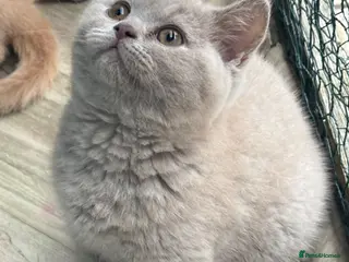 British Shorthair cats Lilac BSH GCCF Boys - Advert 1