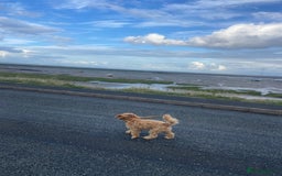 Cockapoo dogs for sale: 3 year old F3 Cockapoo - Image 6