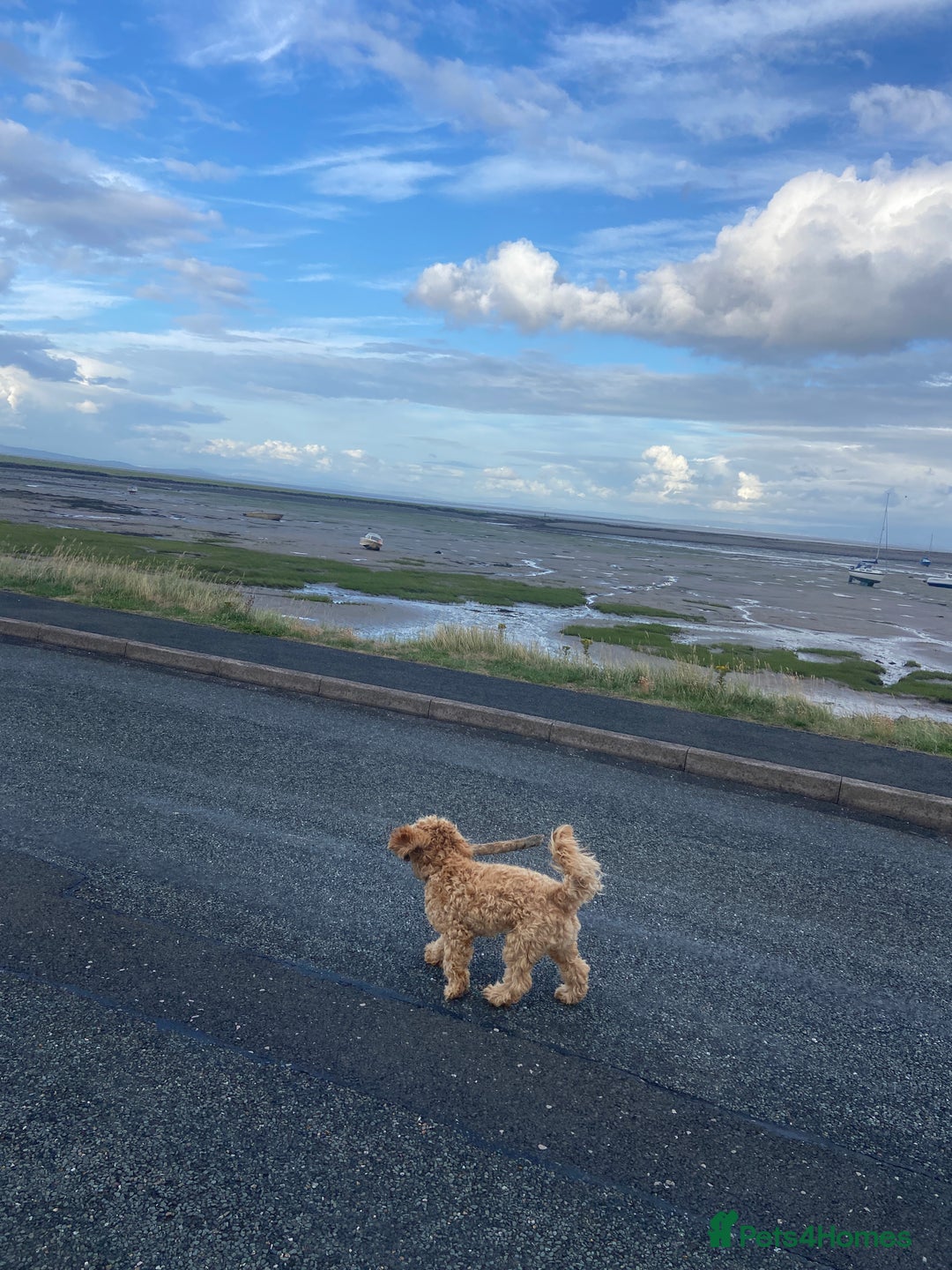 Cockapoo dogs for sale: 3 year old F3 Cockapoo - Image 6