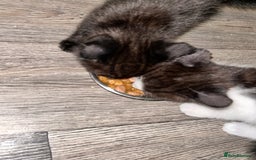 Domestic Shorthair cats for sale: Three kittens available need a loving home  - Image 2