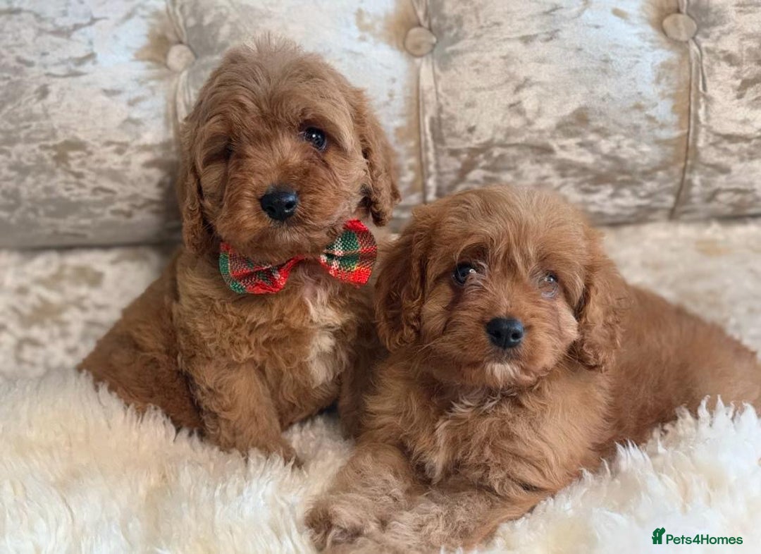 Cavapoo dogs for sale: Stunning f1 quality cavapoo puppies - Image 9