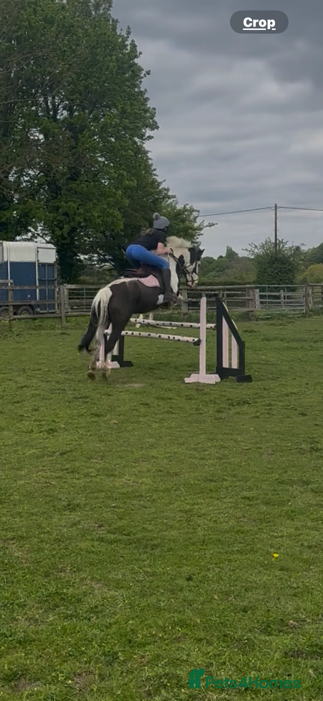 Other Breed horses for sale: Welsh pard bred  - Advert 2