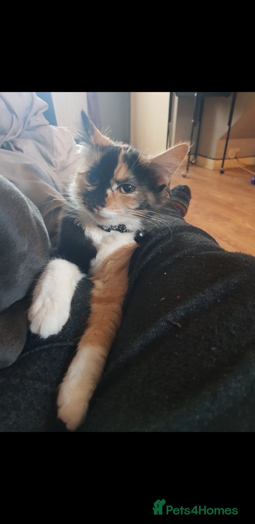 British Shorthair cats for sale: Marmite  - Advert 6