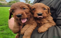 Labradoodle dogs for sale: Miniature dark fox red labradoodles - Image 8