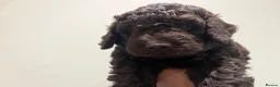 Labradoodle dogs for sale: * READY* MiniF1B Labradoodle - Advert 4
