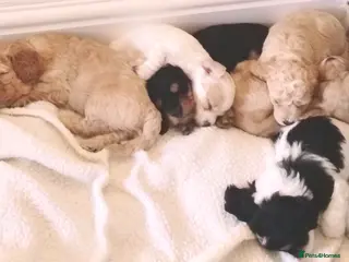 Cavapoo dogs Stunning tri coloured teddy bear Cavapoos x 6 - Advert 16