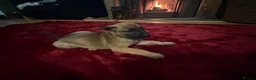 Belgian Shepherd Dog dogs for sale: Belgian shepherd puppies  in Norwich - Advert 11