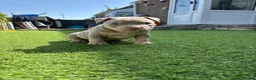 American Bully dogs for sale: Pocket bully  - Advert 5