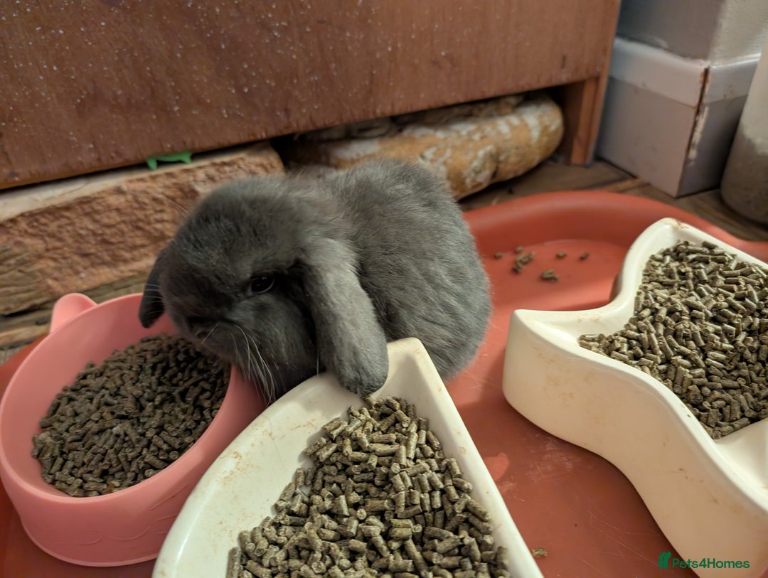 Mini Lop rabbits for sale: Mini Lops £70  - Advert 6