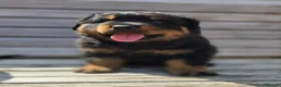 Rottweiler dogs for sale: Long haired Rottweilers  - Advert 12