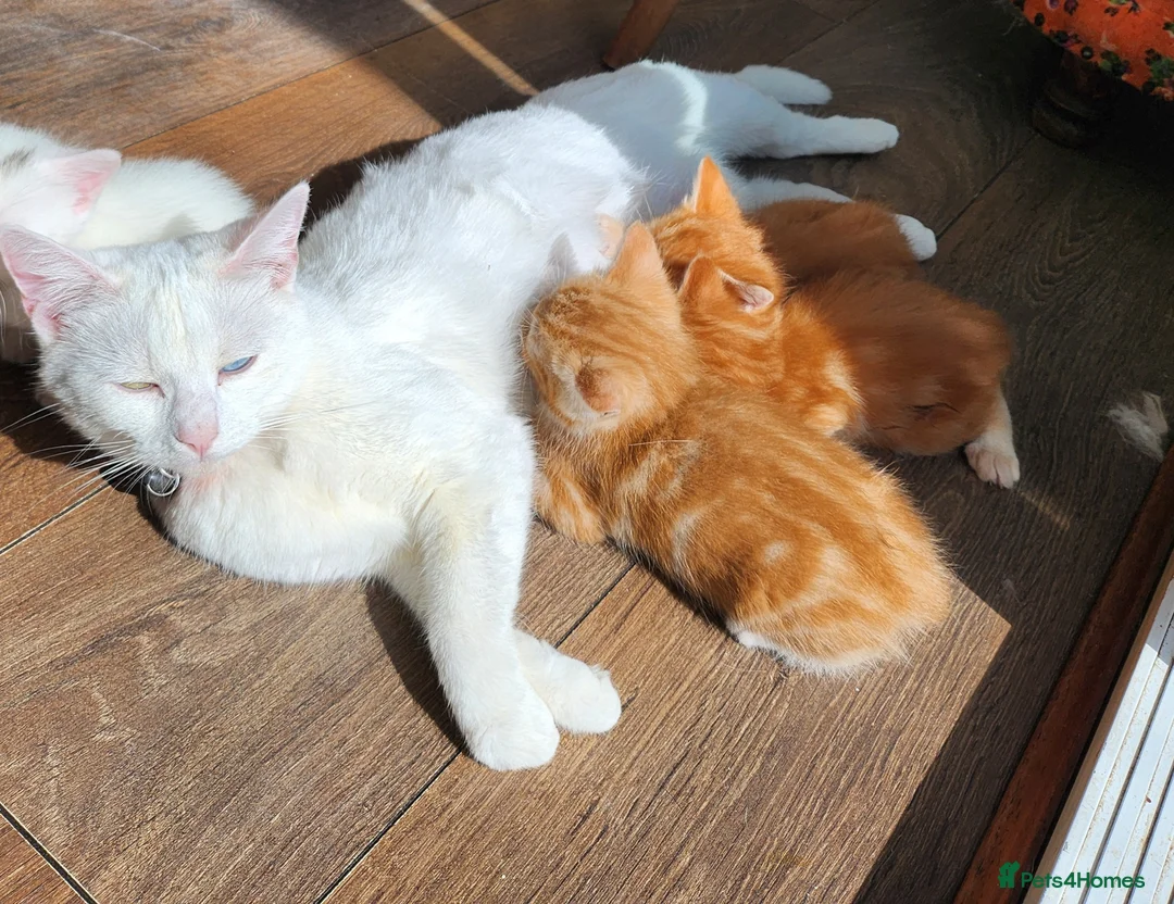 Mixed Breed cats for sale: There adorable brothers from the same litter  - Advert 1