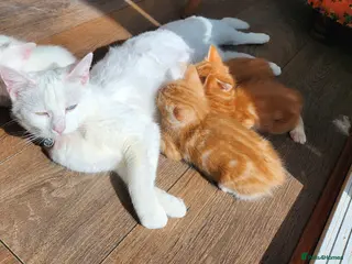 Mixed Breed cats There adorable brothers from the same litter - Advert 13