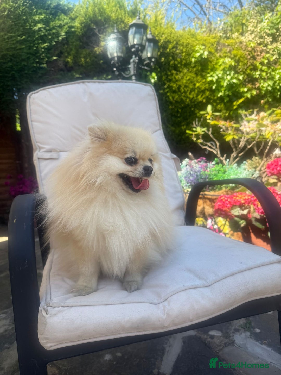 Pomeranian dogs for sale: Beautiful small Pomeranian girl cream colour  - Image 11