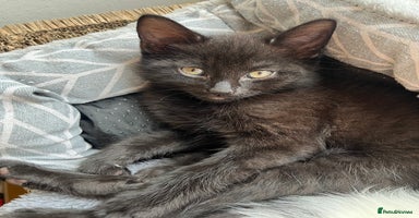 Mixed Breed cats in Waltham Cross - Advert 7